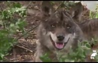 Villanueva de Córdoba pide paralizar el programa de recuperación del lobo ibérico